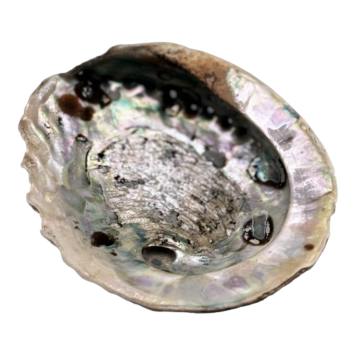 Räuchermuschel